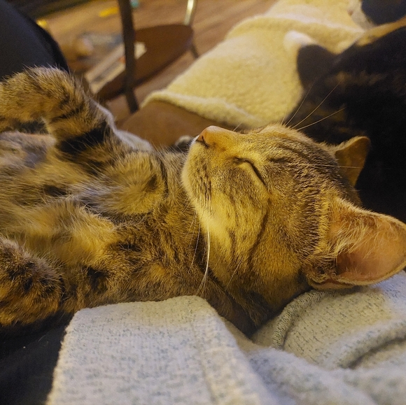 Meet your Posher, Cynthia - Picture 3 of 4